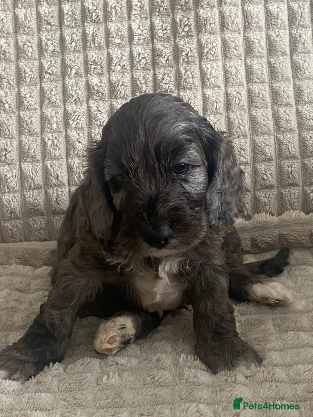 Cockapoo dogs for sale: Beautiful cockapoo puppies - Image 33