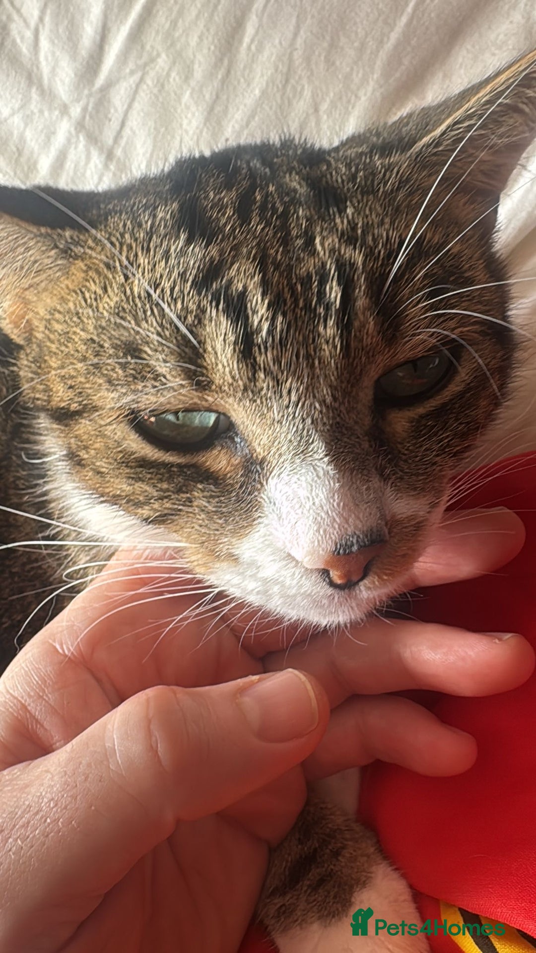 Mixed Breed cats for sale: Loving cats needs a new home - Advert 5