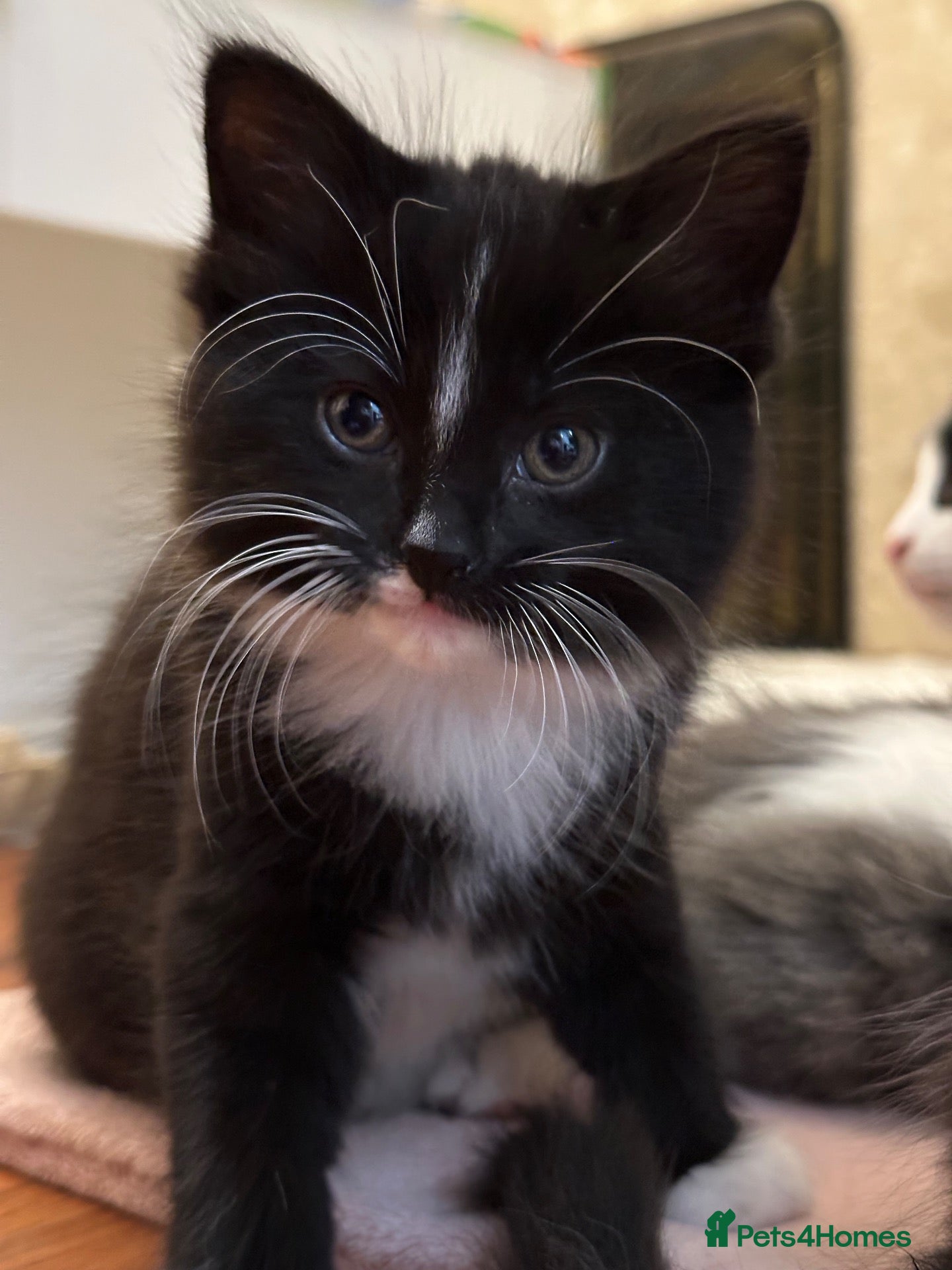 Mixed Breed cats 8 beautiful fluffy kittens 😻 - Advert 1