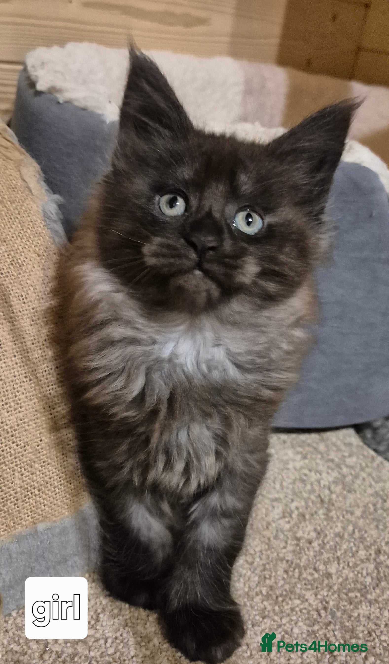 Maine Coon cats Mein Con - Advert 6