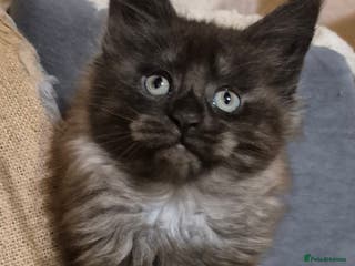 Maine Coon cats Mein Con - Advert 6