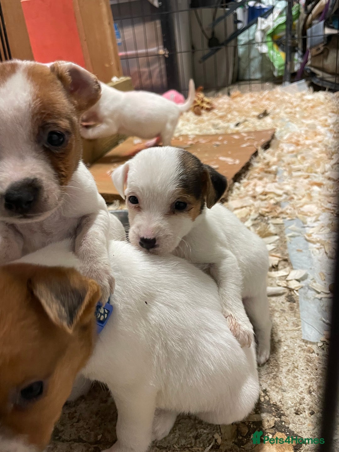 Jack Russell dogs for sale: 5 lovely Jack Russell puppies  - Advert 11