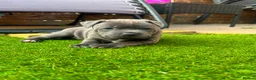 Staffordshire Bull Terrier dogs for sale: Staffordshire bull terrier puppies boy/girl  - Advert 20