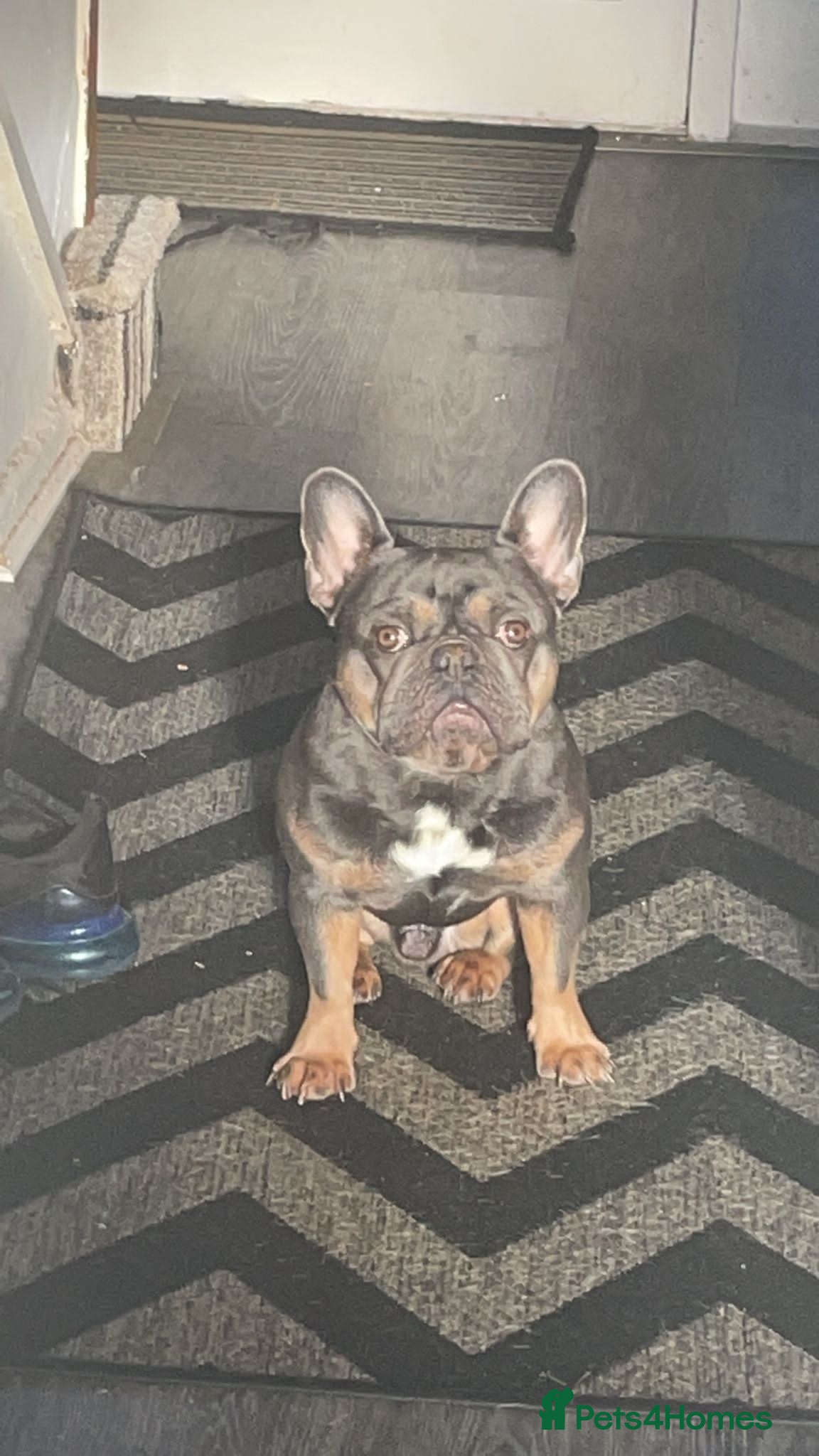 French Bulldog dogs French bulldog for stud  in Newport - Advert 2