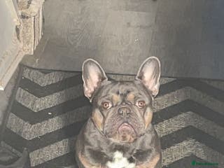 French Bulldog dogs French bulldog for stud in Newport - Advert 16