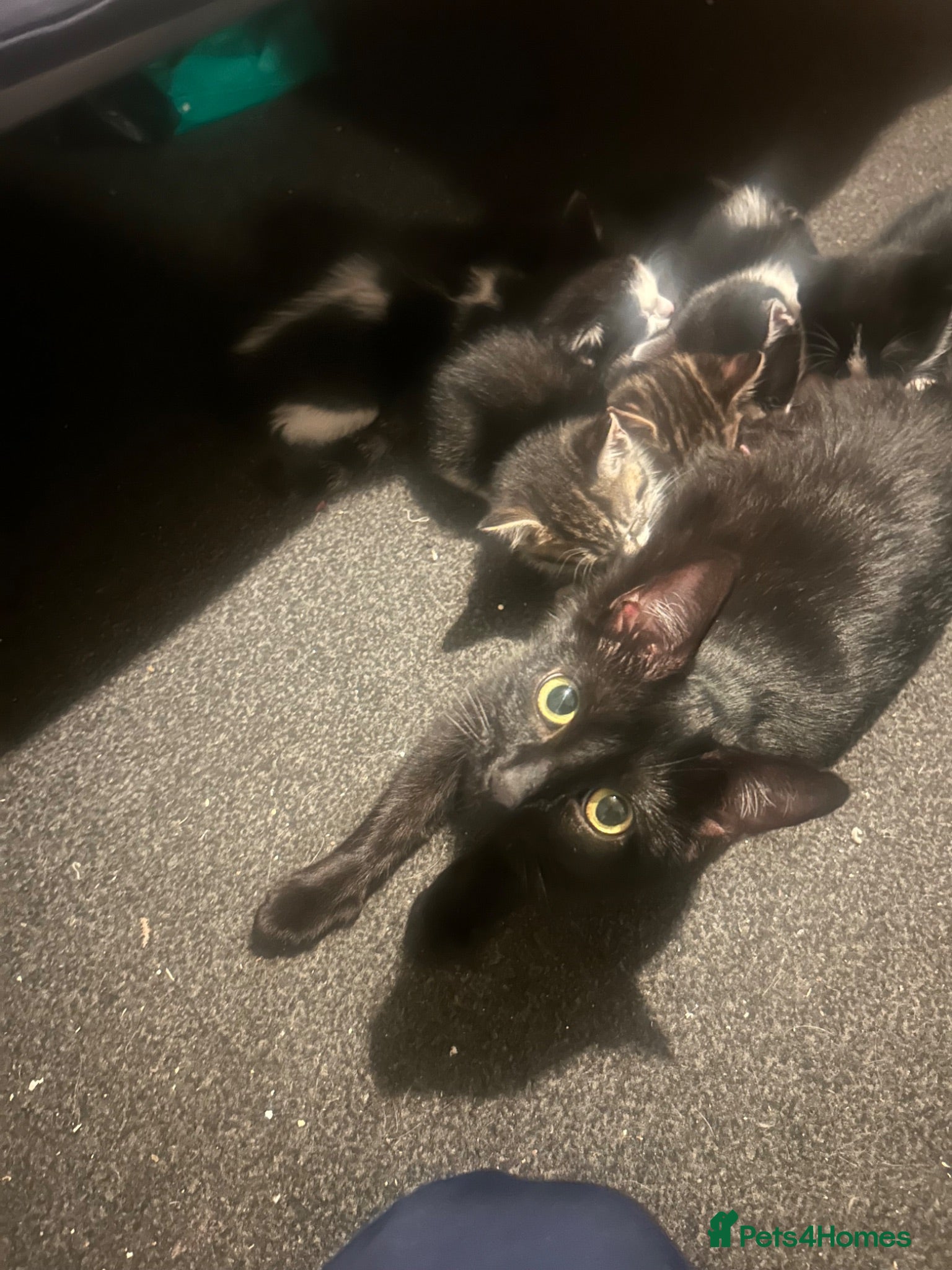 Mixed Breed cats 4 kittens  - Advert 5