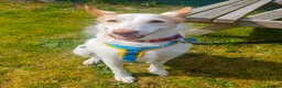 Ibizan Hound dogs for adoption: Vivian - gentle, sweet Podenco in Ayr - Advert 11