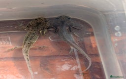 Axolotl reptiles for sale: *reduced*Rare Baby Lavender and wild type axolotl  - Image 27