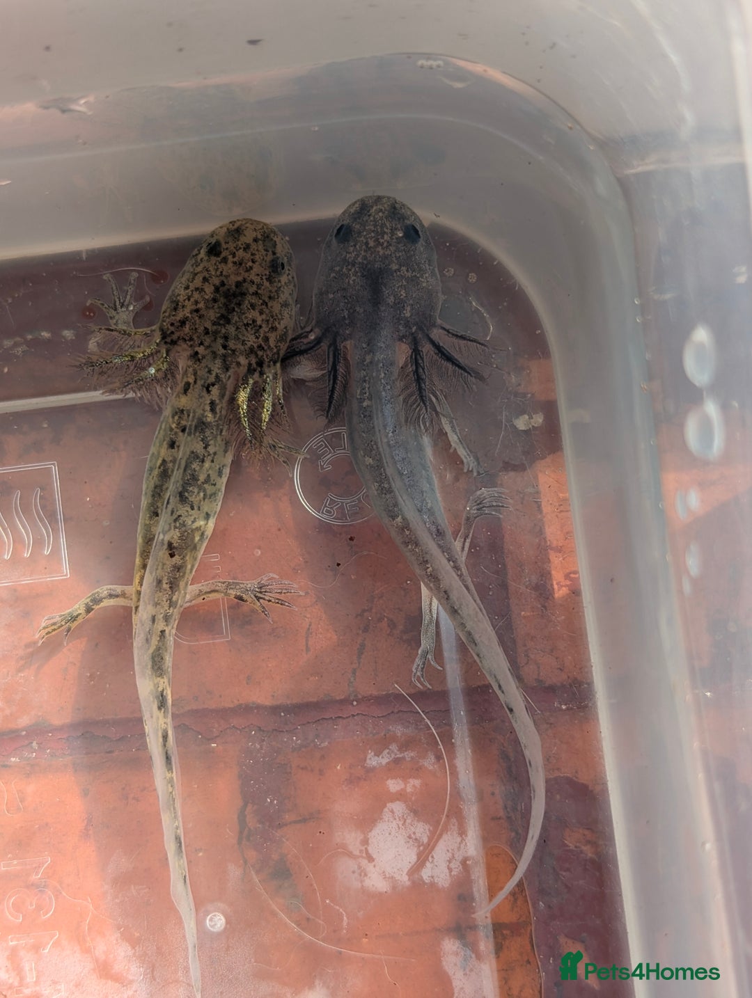 Axolotl reptiles for sale: *reduced*Rare Baby Lavender and wild type axolotl  - Image 27