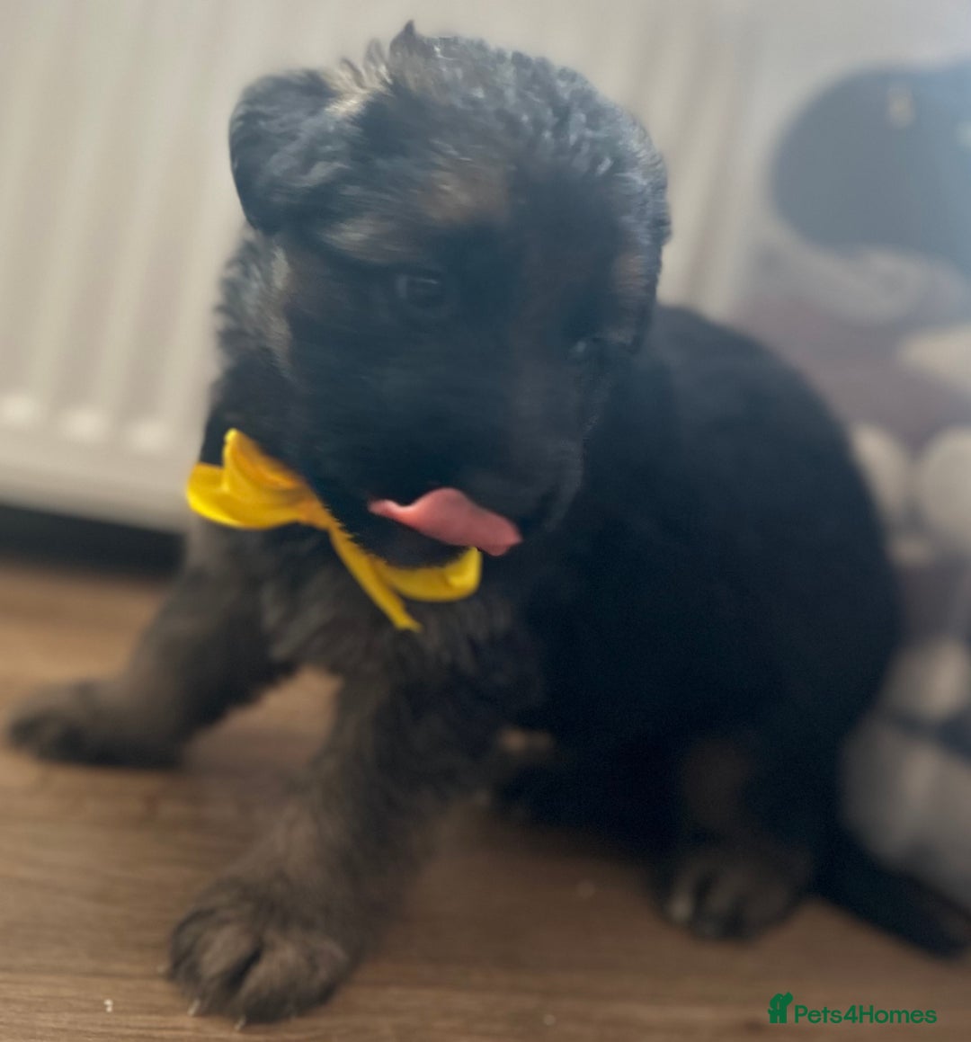 German Shepherd dogs for sale: Kc Registered German Shepherd Puppies - Advert 18