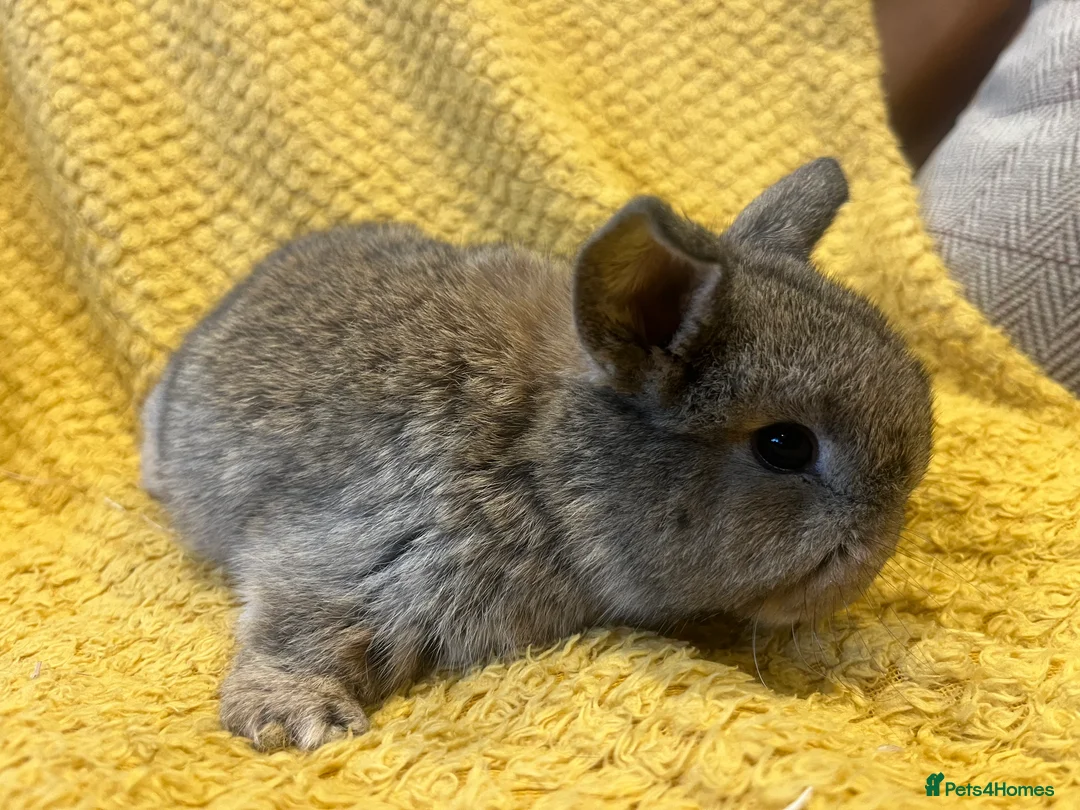 Mini Lop rabbits for sale: Mini lops  and mini double maned lionheads  - Advert 26