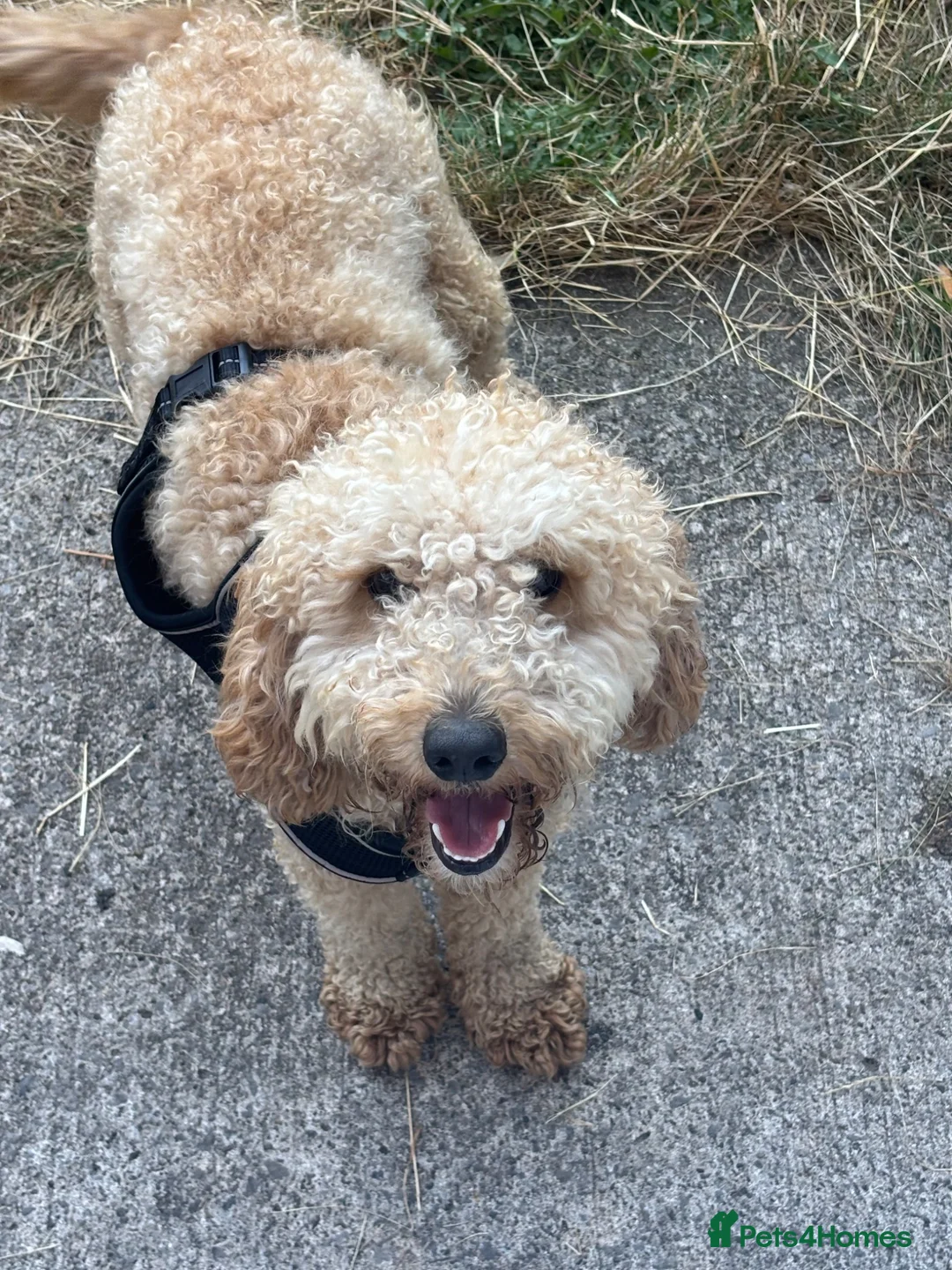 Cockapoo dogs for sale: Tommy cockapoo🐶🦴 in Chester - Advert 1