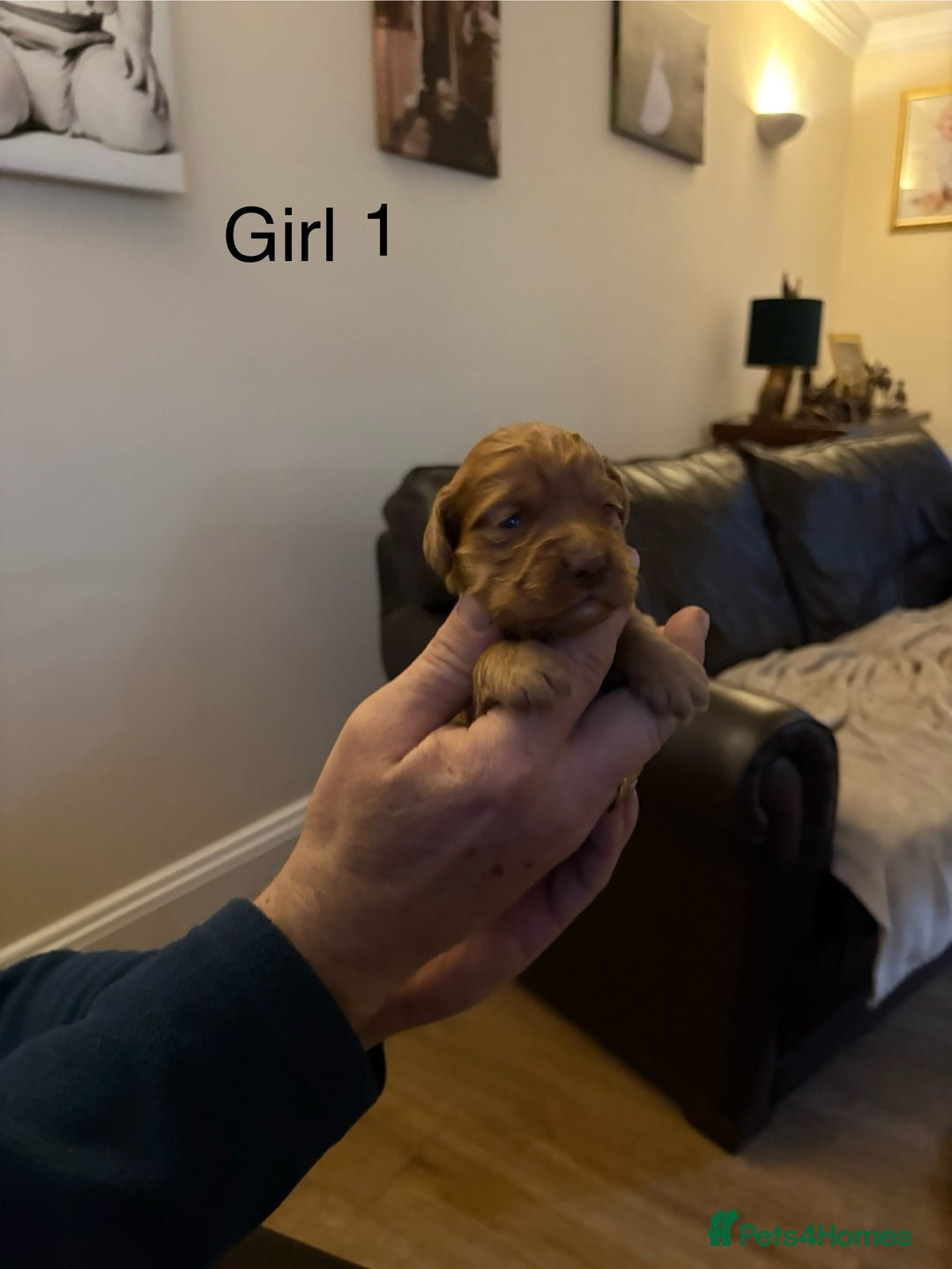 Cocker Spaniel dogs for sale: Cocker spaniels - Advert 4