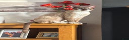 Devon Rex cats for sale: Devon Rex “Chino” - Advert 6