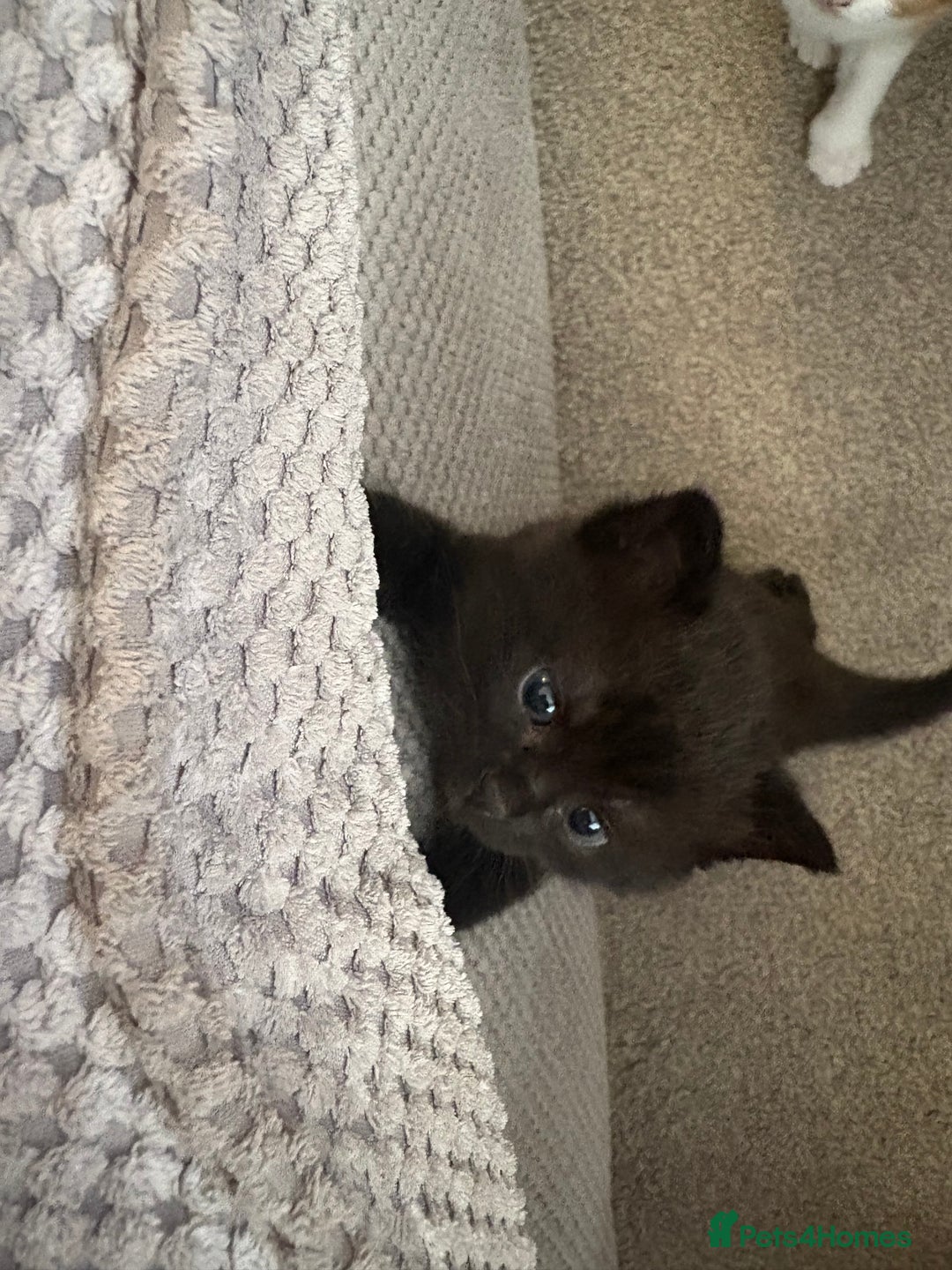 Mixed Breed cats for sale: Adorable kittens for sale  - Image 9