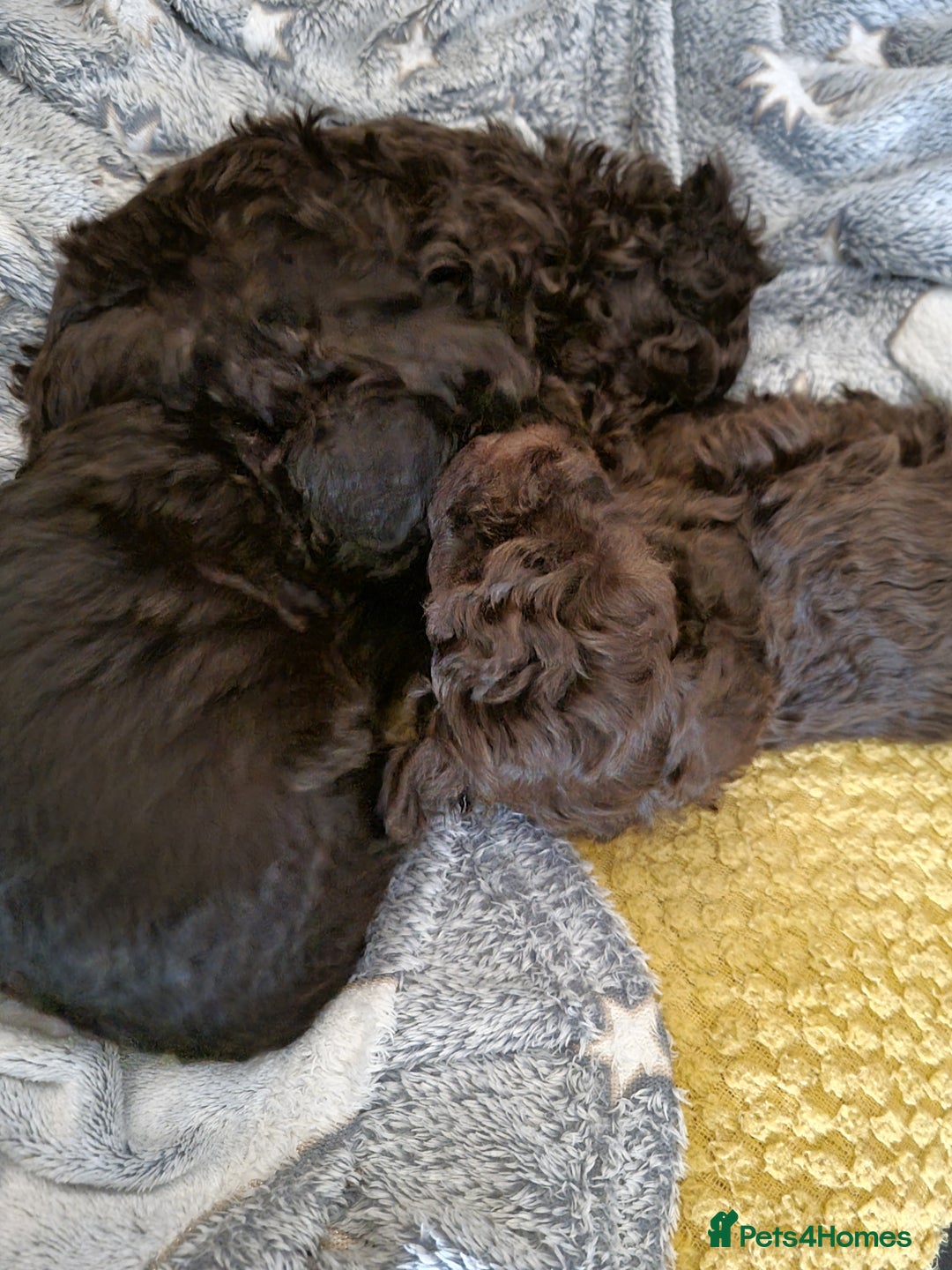 Poodle dogs for sale: Poodle's - Advert 13
