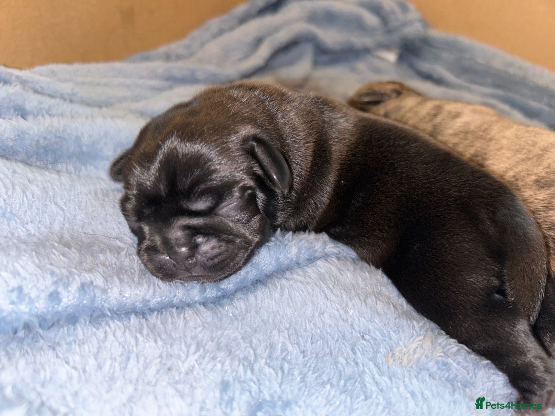 Frug dogs for sale: Frug puppies  - Advert 37