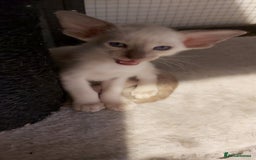 Oriental cats for sale: Full Pedigree Oriental 6 Kittens XL size ears GCCF - Image 1