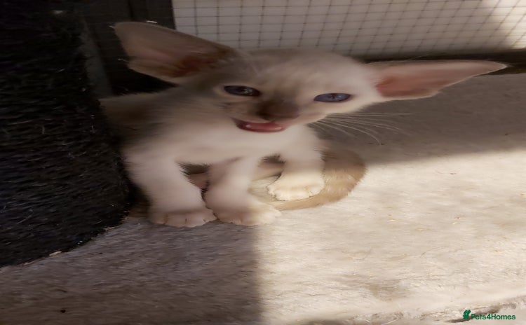 Oriental cats - Advert 5