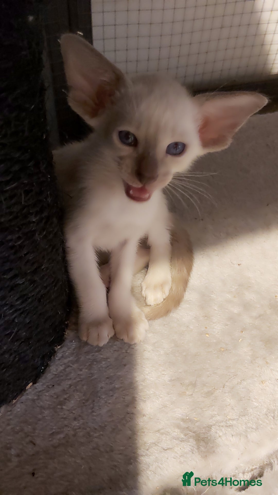 Oriental cats for sale: Full Pedigree Oriental 6 Kittens XL size ears GCCF - Image 1