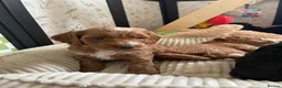 Cockapoo dogs for sale: Exceptional F1 Cockapoo Puppies in Leicester - Advert 20