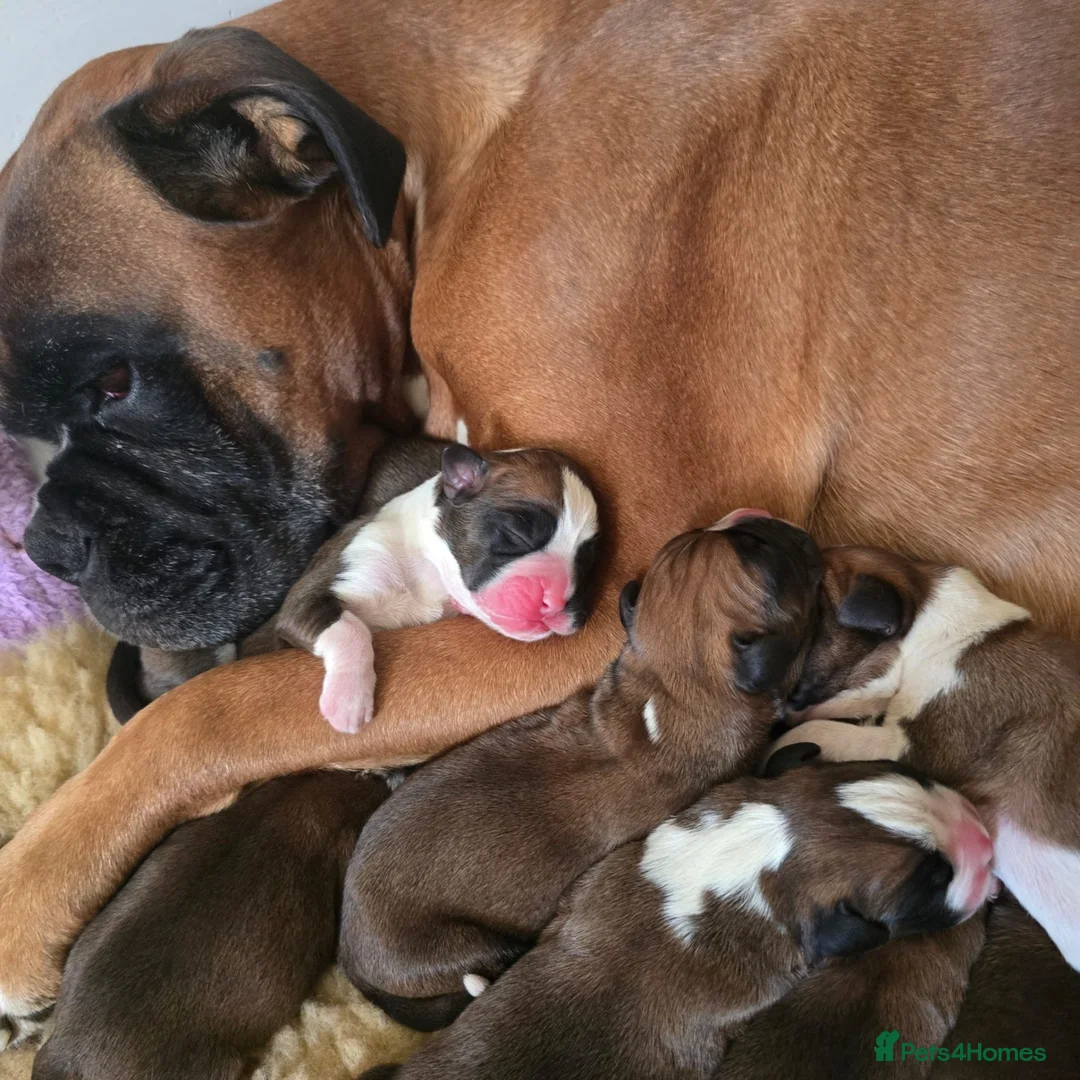 Boxer dogs for sale: BEAUTIFUL BOXER PUPPIES FOR SALE  - Advert 2