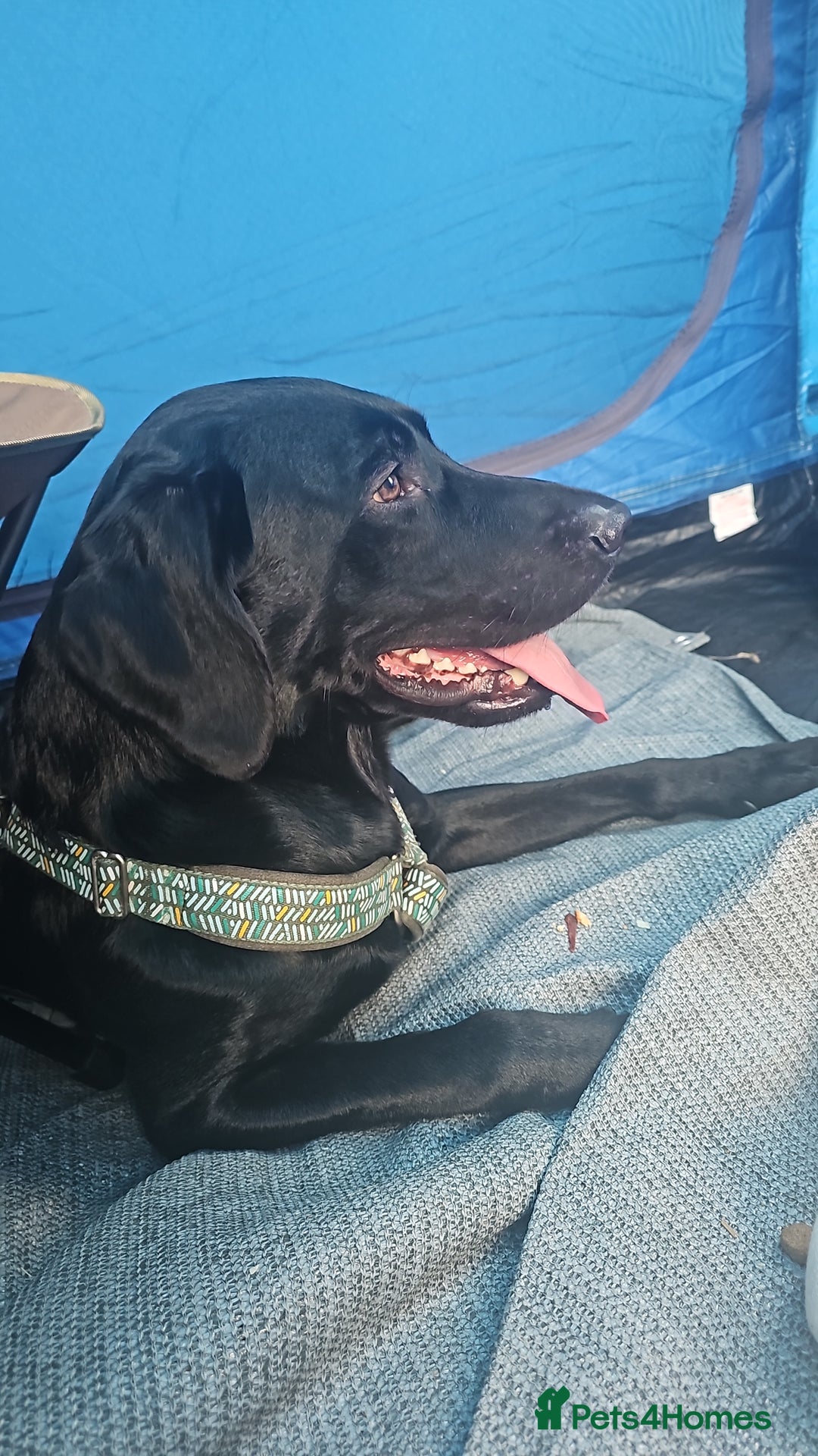 Labrador Retriever dogs for stud: KC Registered working Lab Stud – Proven – Smokie - Advert 11