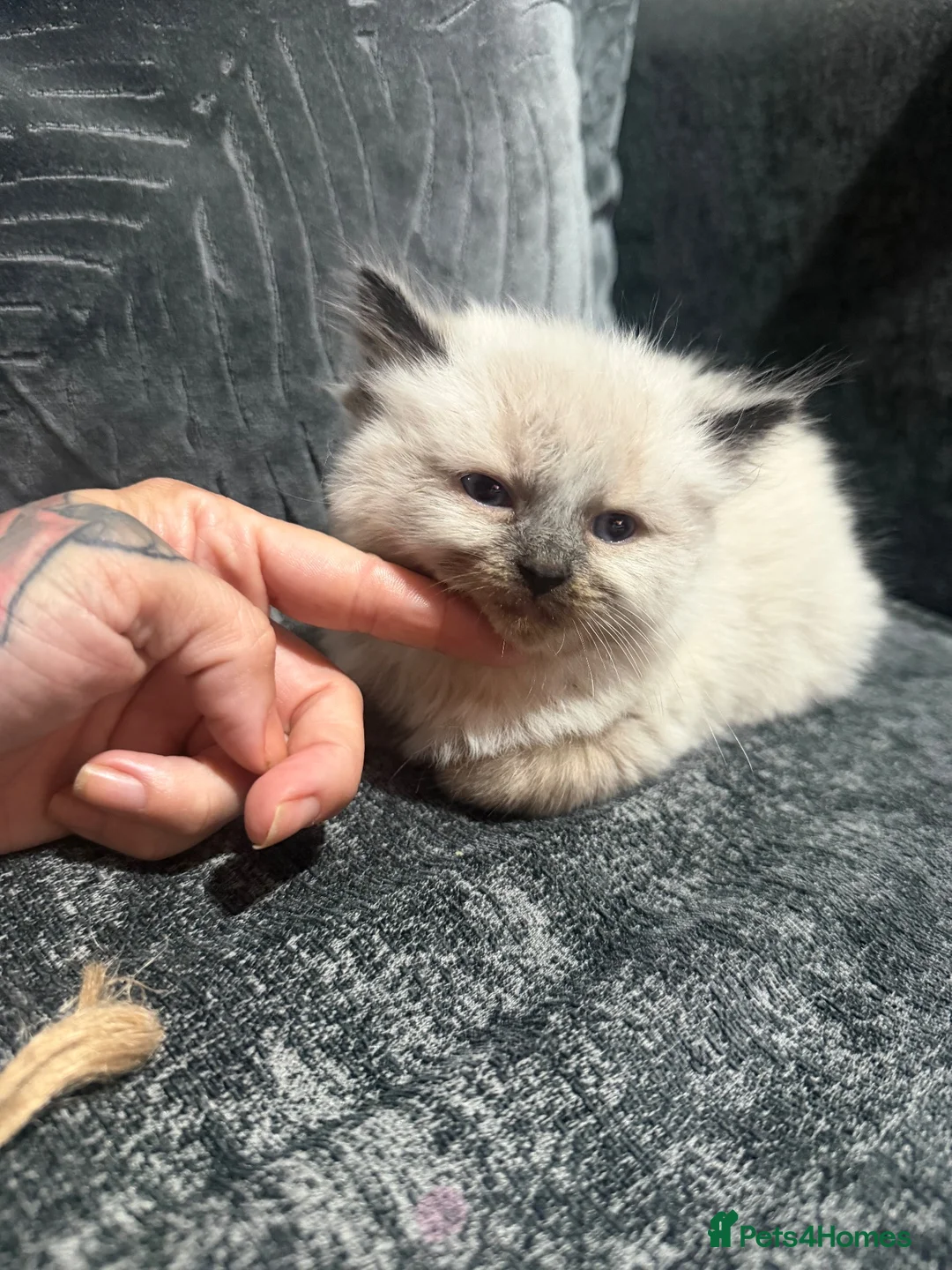 Ragdoll cats for sale: Ragdoll cross kittens  - Advert 8