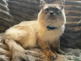 Ragdoll cats Rare Beautiful Lilac Ragdoll for Stud - Advert 16