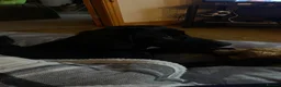 Mixed Breed dogs for sale: Pippa The Springador - Advert 6