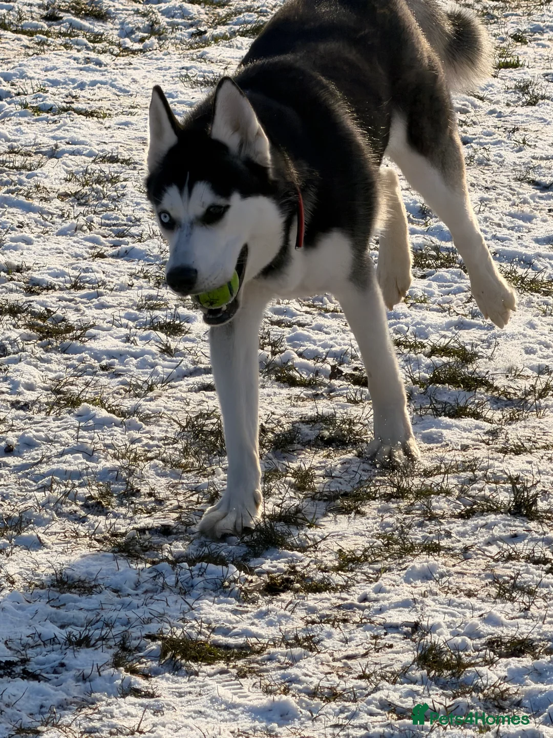 Siberian Husky dogs for sale: Young female Siberian husky needs new 🏡  in Nottingham - Advert 3