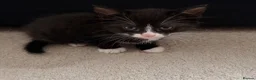 Domestic Shorthair cats for sale: 4 kittens for sale!  in Spalding - Advert 3