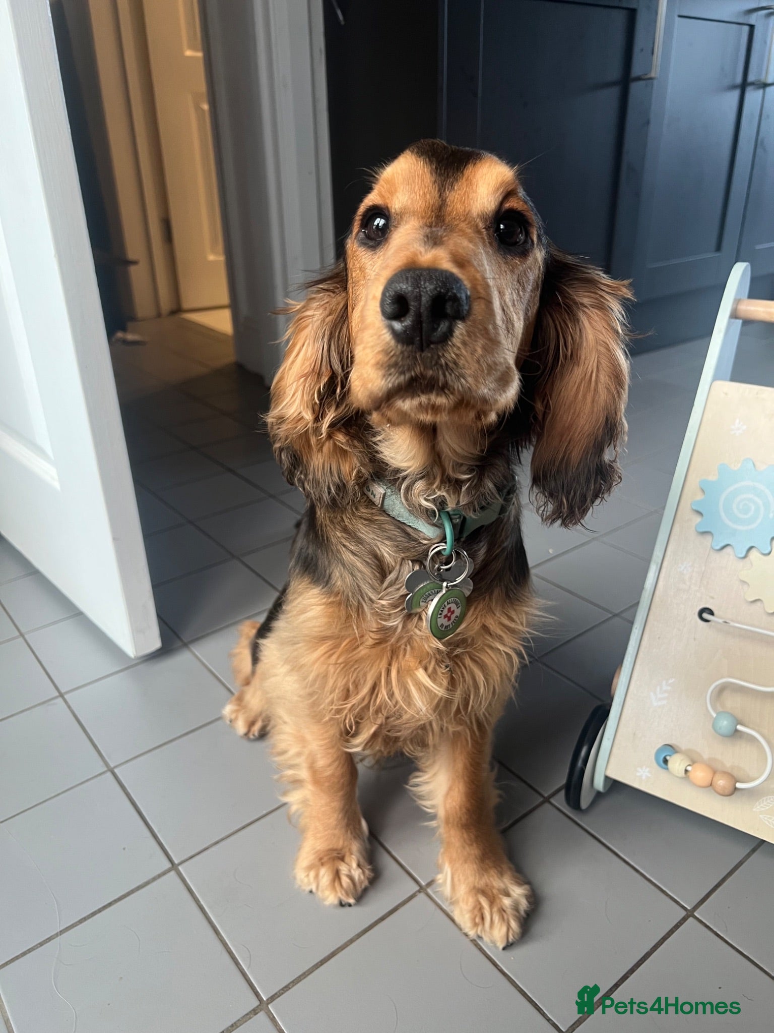 Cocker Spaniel dogs Chocolate Sable English Cocker Spaniel - Advert 4