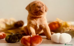 Labrador Retriever dogs for sale: Yellow Labrador Puppies - Image 8