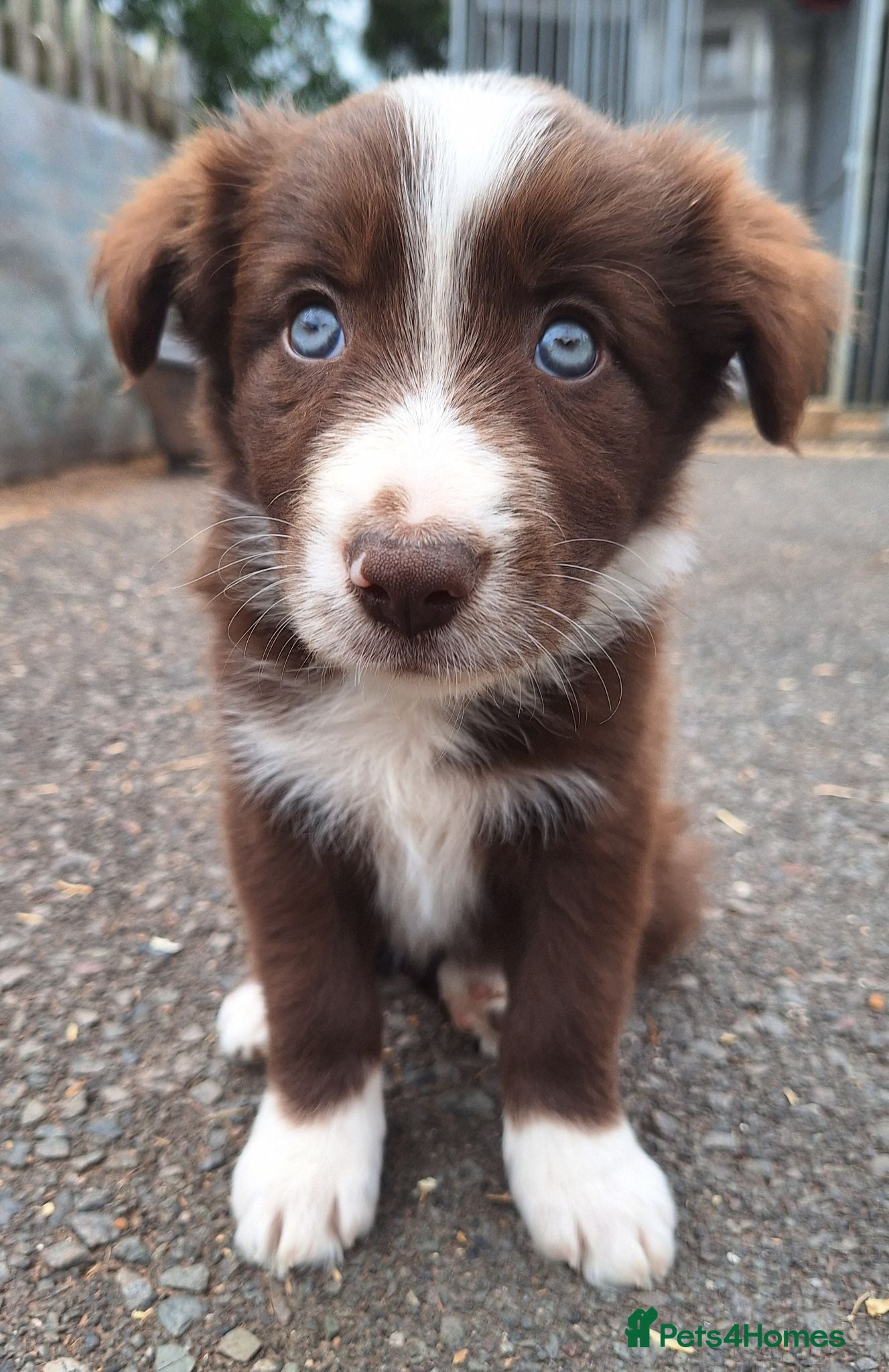 Border Collie dogs Beautiful fluffy Collie Pups for Sale - Advert 1
