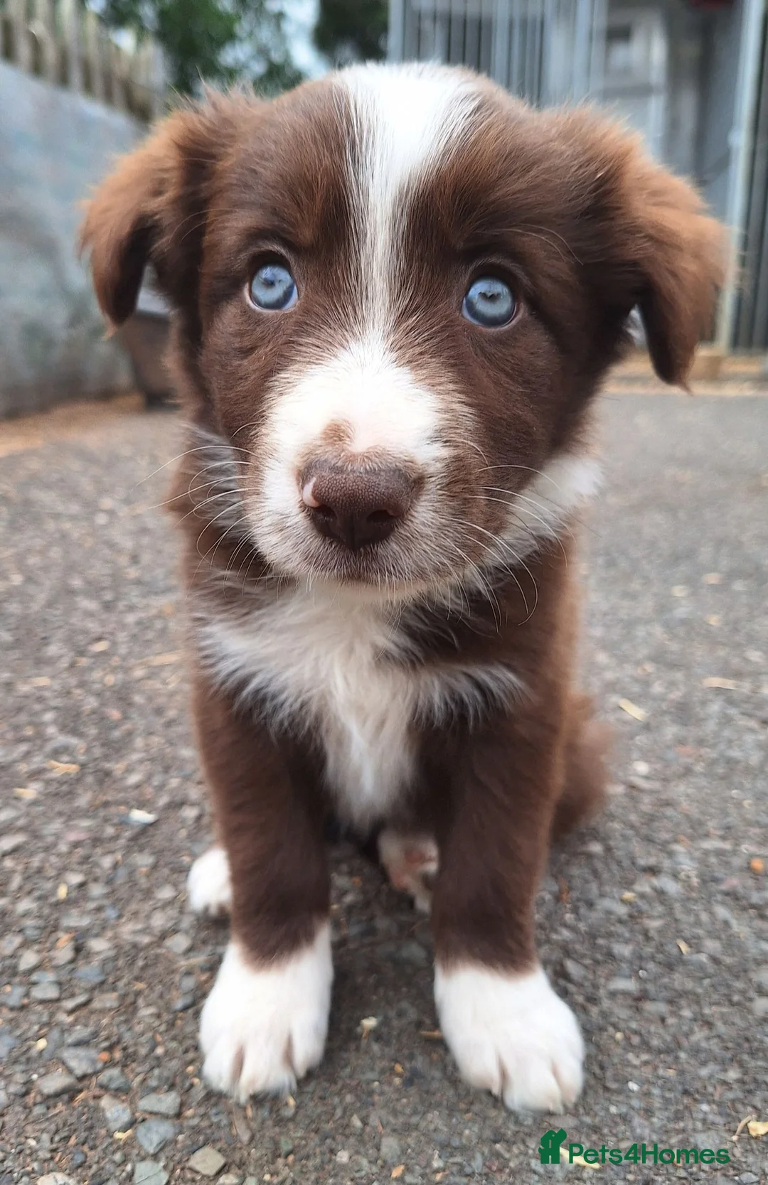 Border Collie dogs for sale: Beautiful fluffy Collie Pups for Sale - Advert 1