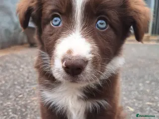 Border Collie dogs READY NOW! Beautiful fluffy Collie Pups for Sale - Advert 1