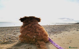 Cavapoo dogs for sale: Rare Miniature F1 Cavapoo Quality Puppies - Image 23