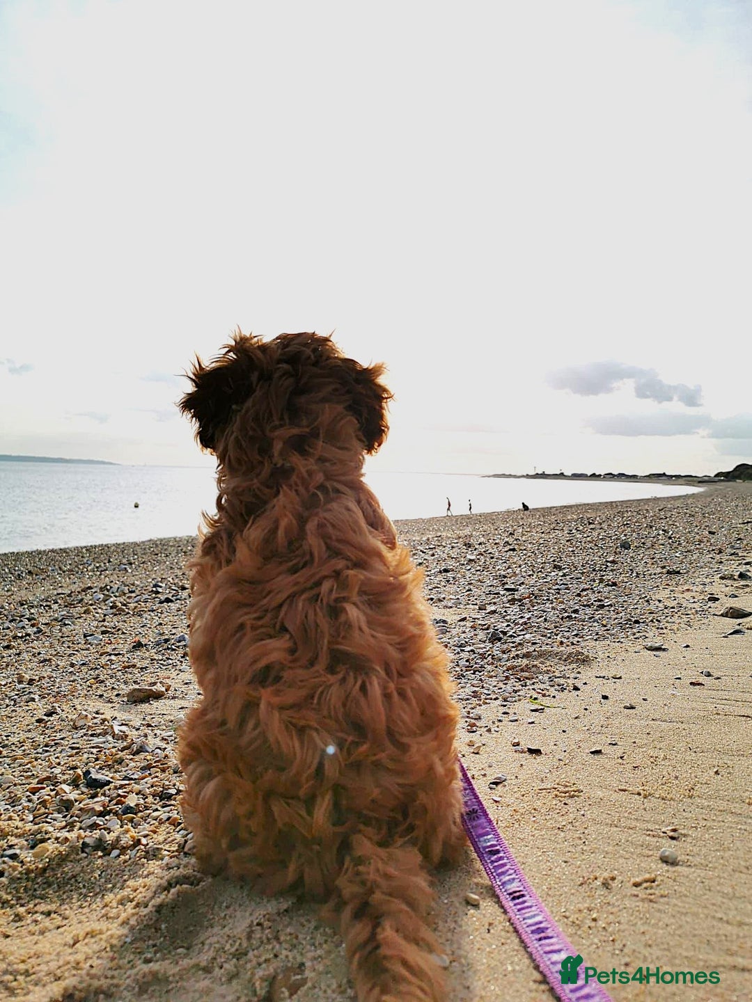Cavapoo dogs for sale: Rare Miniature F1 Cavapoo Quality Puppies - Image 23