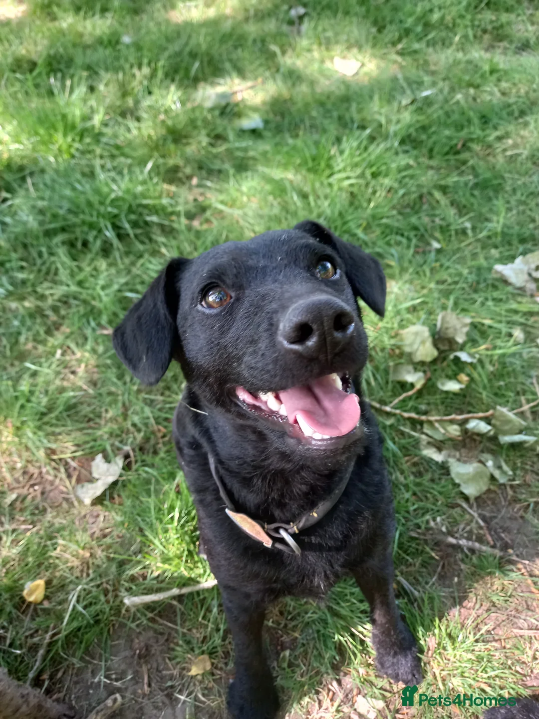 Mixed Breed dogs for sale:  Free to loving new home 16mth old male Patterpoo - Advert 2