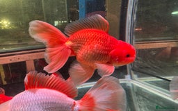 Fancy Goldfish fish for sale: Thai pleated goldfish - Image 29