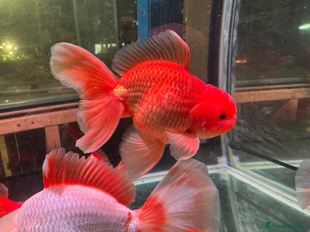 Fancy Goldfish fish for sale: Thai pleated goldfish - Image 29