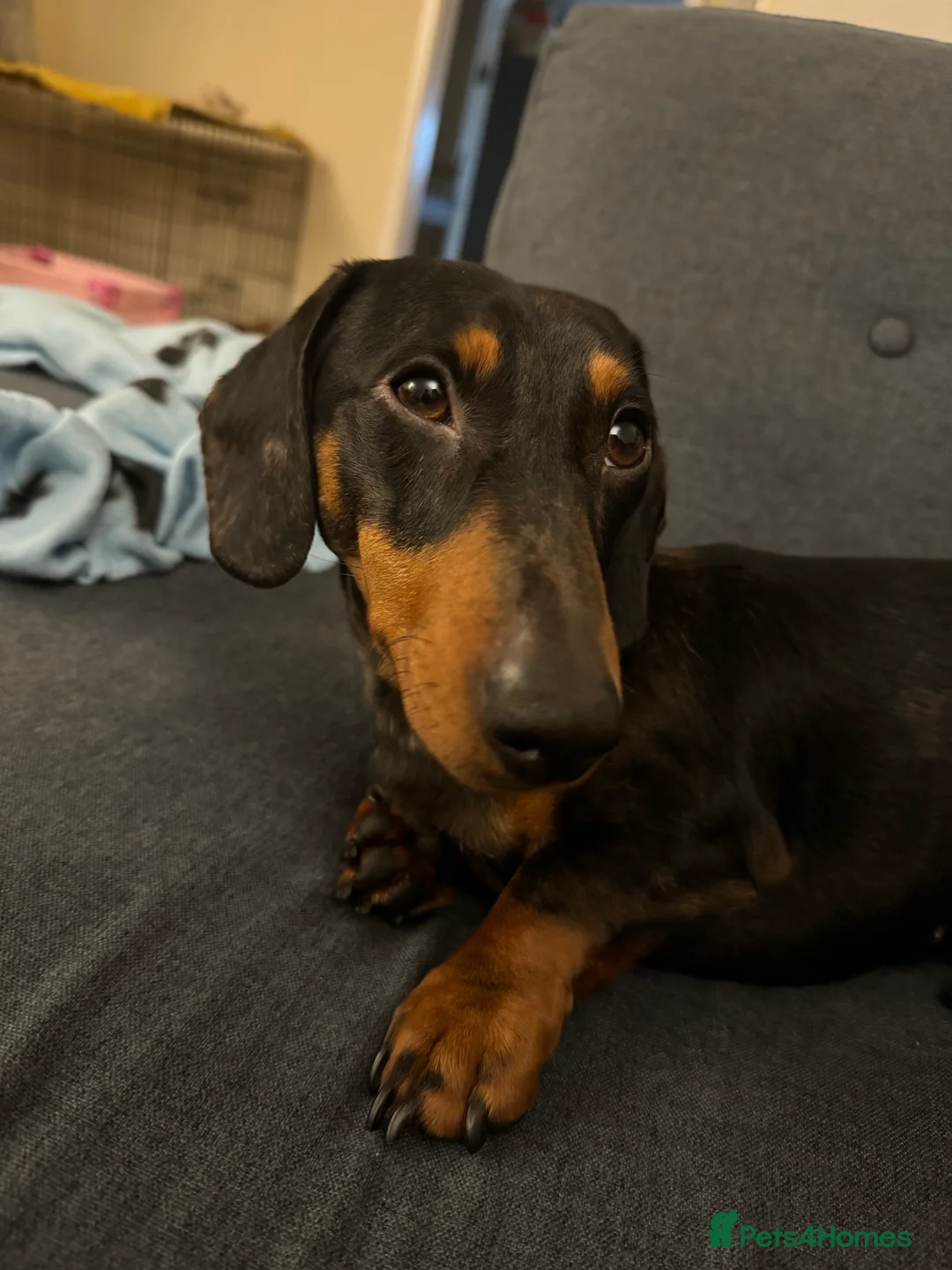 Dachshund dogs for stud: Beautiful boy stud in Richmond - Advert 3