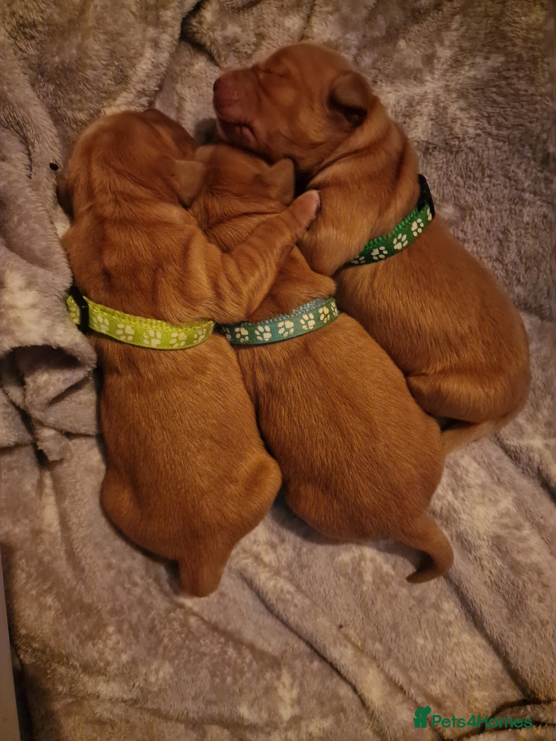 Golden Retriever dogs for sale: Beautiful KC-Registered Golden Retriever Puppies - Advert 30