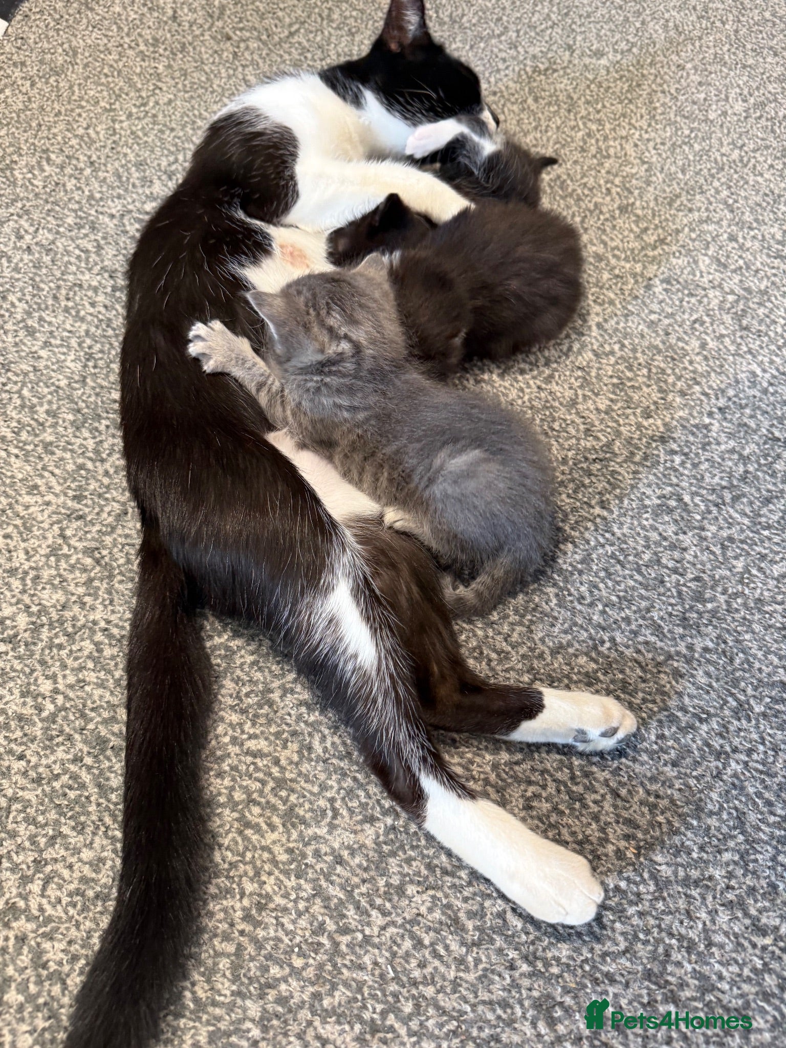 Mixed Breed cats Lovely mixed breed kittens  - Advert 1