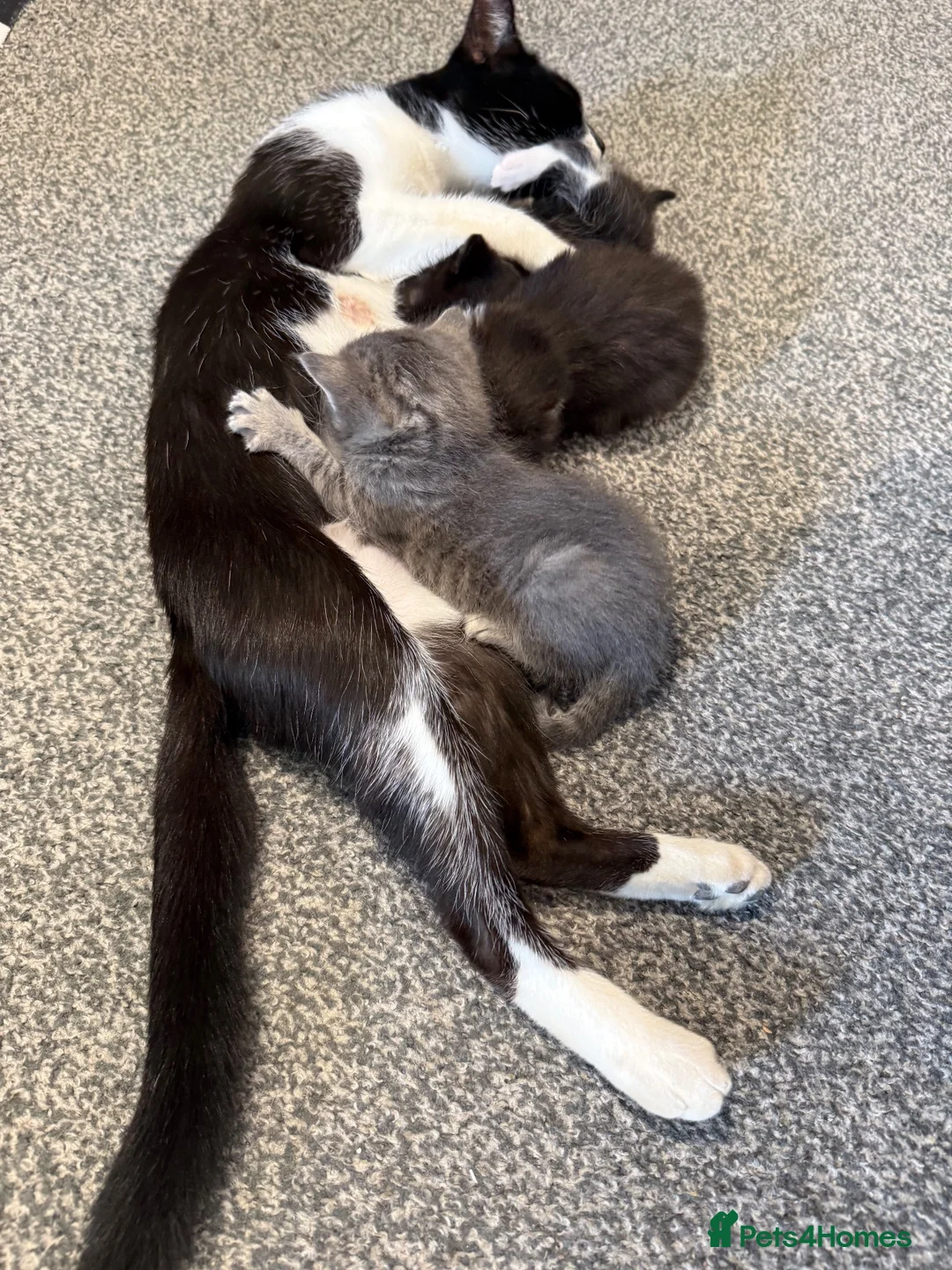 Mixed Breed cats for sale: Lovely mixed breed kittens  - Advert 1