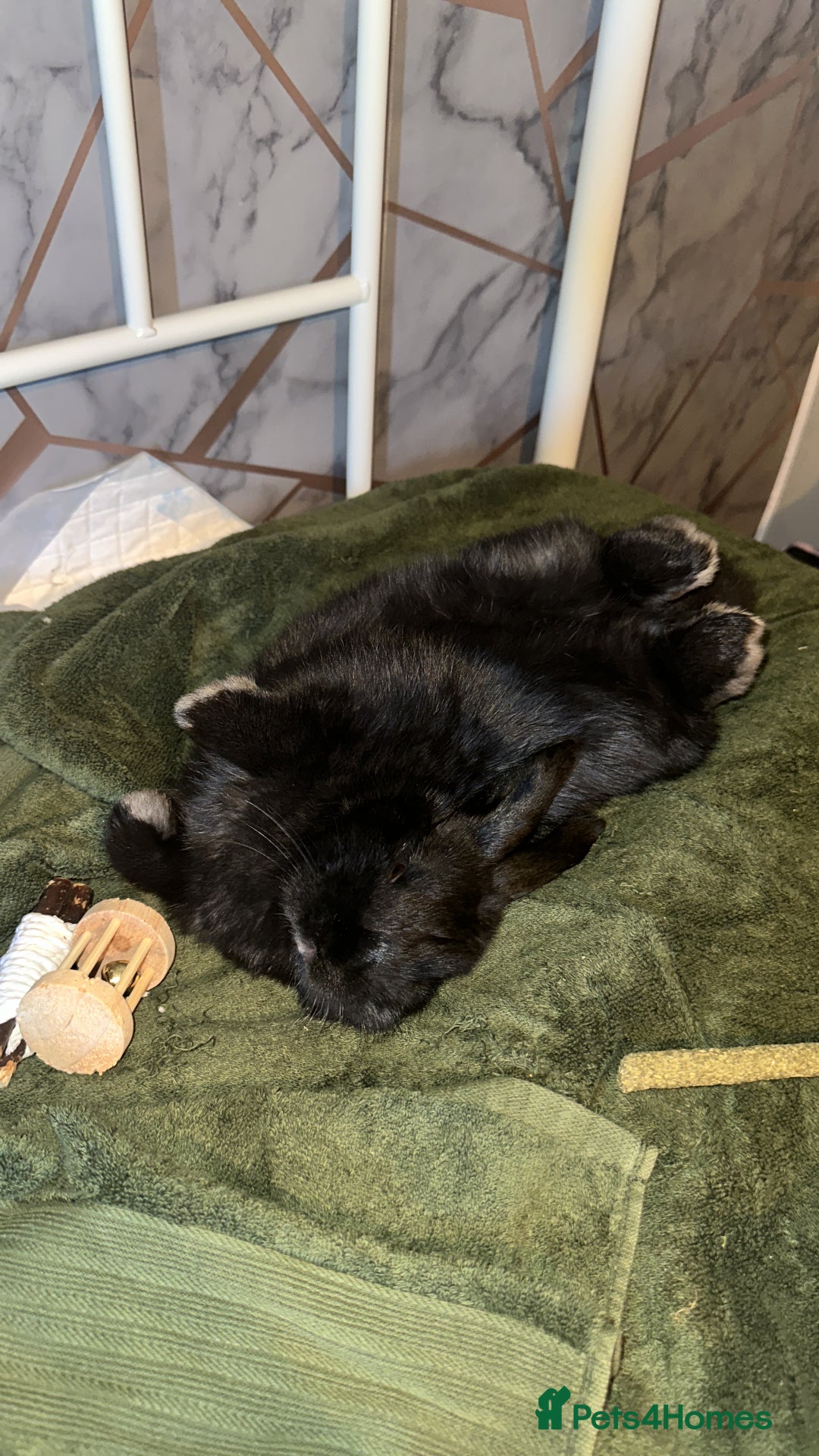 Mini Lop rabbits for sale: Mini lop black - Advert 4