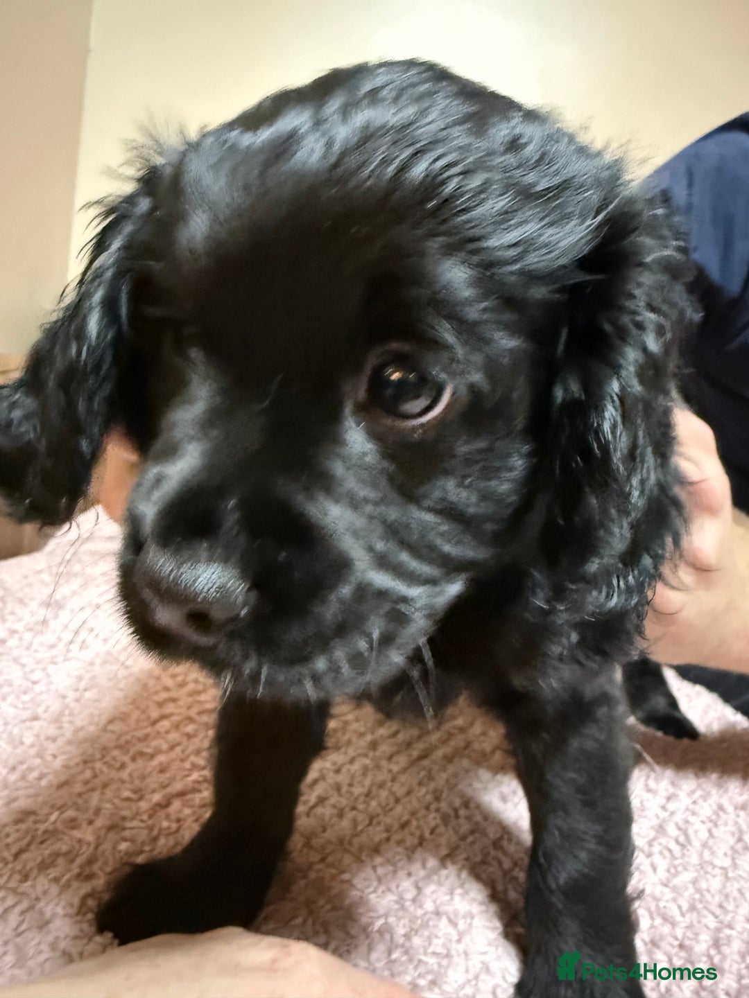Cockapoo dogs for sale: Cockerpoo puppies 3 girls 3 boys - Image 7