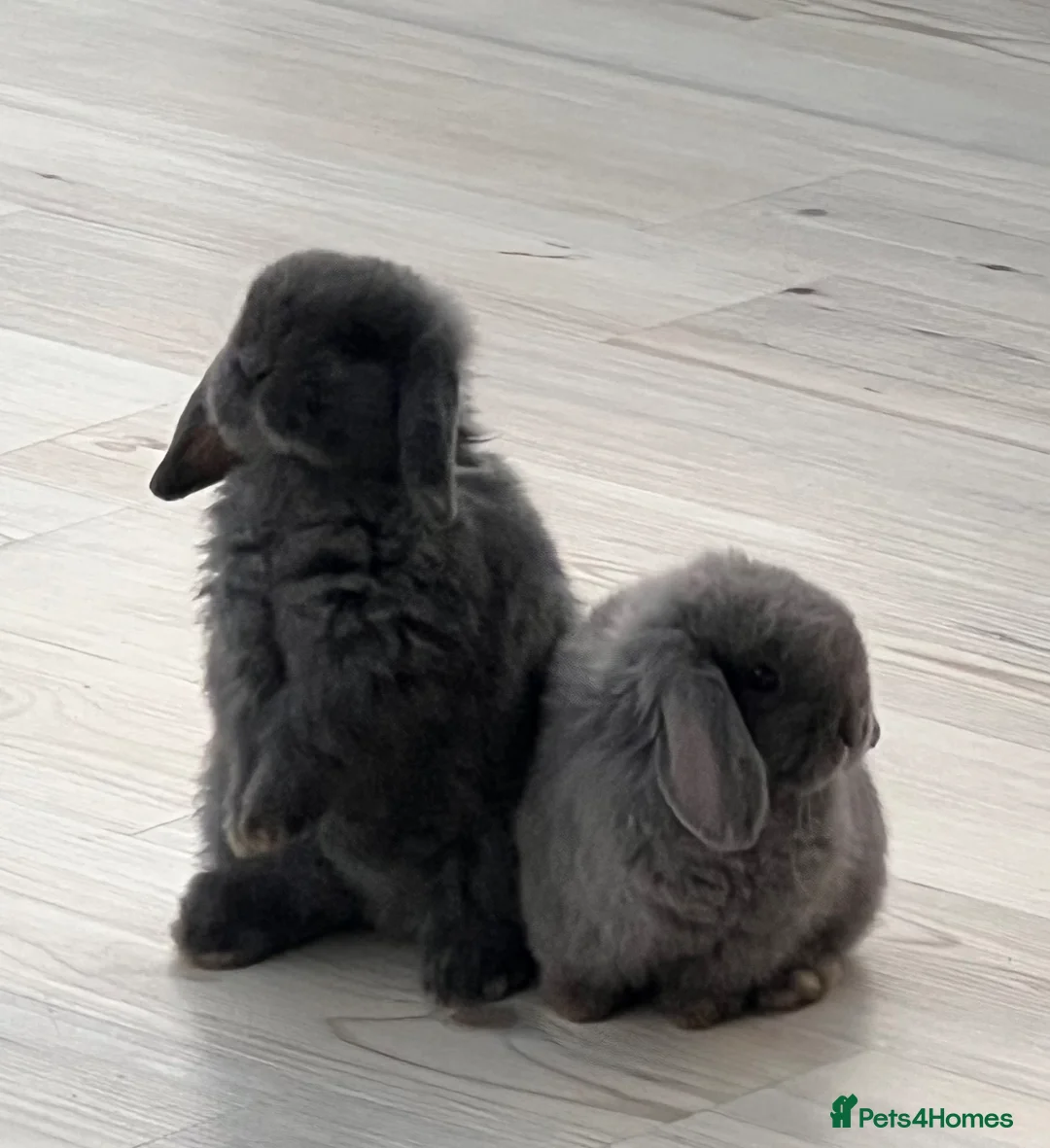 Dwarf Lop rabbits for sale: Dwarf Lion lops  in Caldicot - Advert 3