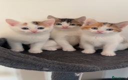 Domestic Shorthair cats for sale: Beautiful kittens ready to go - Image 1